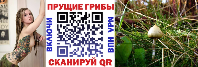 Купить  Обоянь  Галлюциногенные грибы GOLDEN TEACHER 